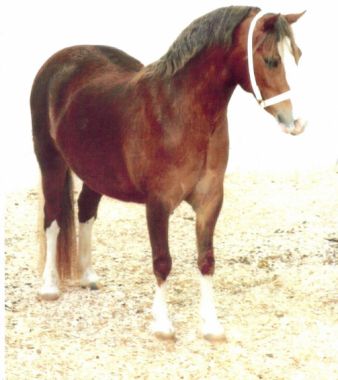 JULMAR FREE AND EASY