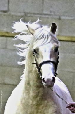 WAXWING PENNY JUBILEE