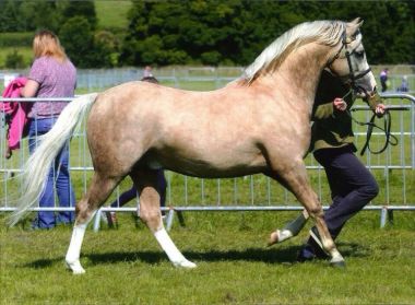 WAXWING PENNY JUBILEE