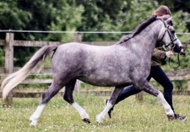 DUKEHILL CHIMICHANGA