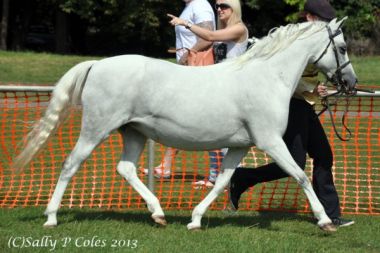 TALACHDDU SWALLOWTAIL