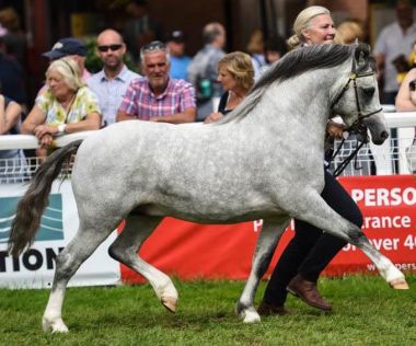 LINGARDSWOOD SARIDIS