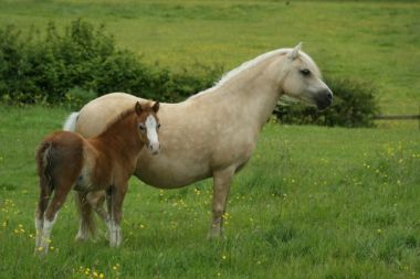 FOSTERHOUSES INDIAN SUMMER