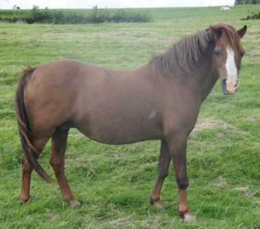 PENWISG ENGLISH ROSE